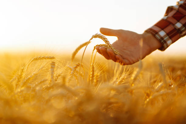 istock Farmer with ears of wheat in a wheat field. 1456189904