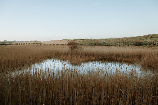 Dry grass and blue water in the distance,  a calm and tranquil scene,  a beautiful background with copy space