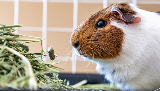 American cavy guinea pig eating hay with defocused cage in the background. High quality photo