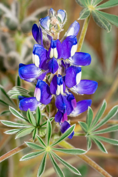 (Lupinus cosentinii) Sandplain lupine blue wild flower during spring, Cape Town, South Africa stock photo