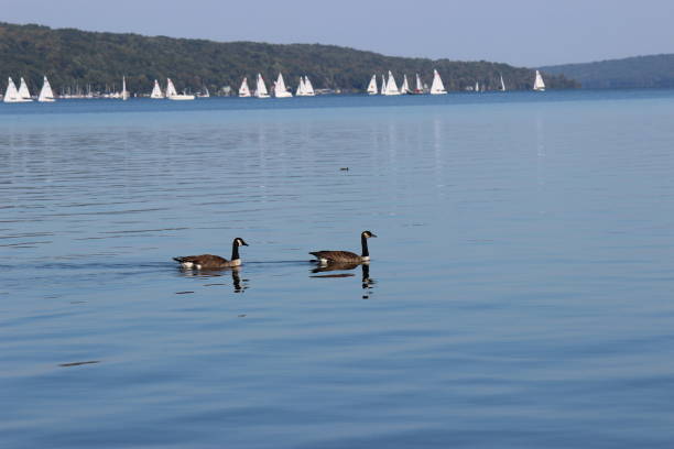 Two geese floating in front of sailboats