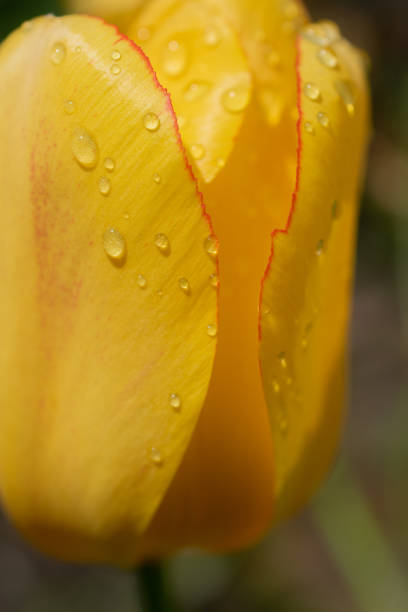 istock Yellow tulip after the rain 1456194290