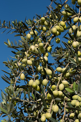 A branch of an olive tree is laden with ripe green olives. The olive variety Biancolilla grows in Sicily against a blue sky in portrait format.