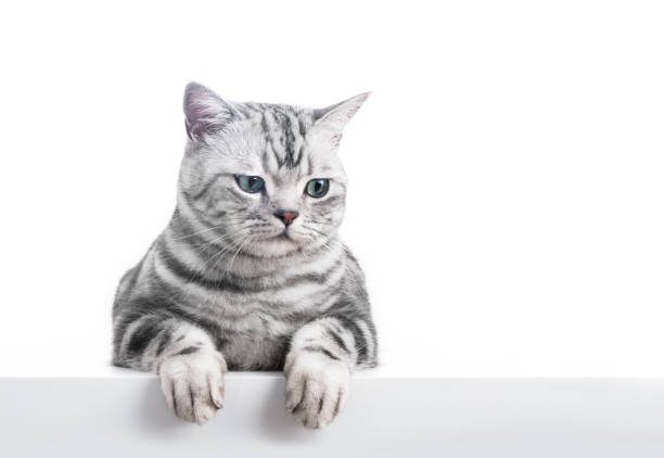 istock Kitten isolated on white. British shorthair silver tabby cat breed 1456197907