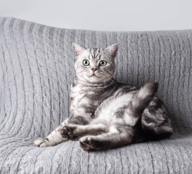 istock Kitten British shorthair silver tabby cat play at home 1456198058