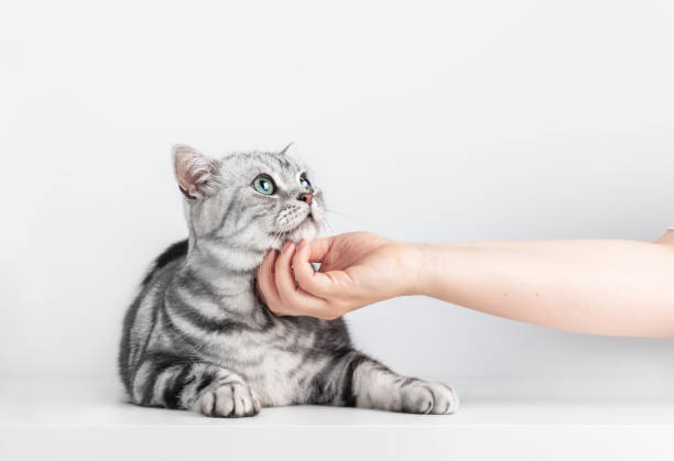 istock Stroking a kitten British shorthair silver tabby cat 1456198063