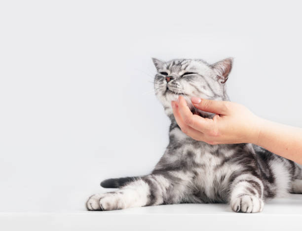 istock Stroking a kitten British shorthair silver tabby cat 1456198075