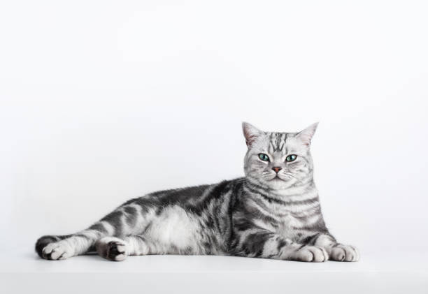 kätzchen britisch kurzhaar silber tabby katzenporträt isoliert auf weiß - amerikanisch kurzhaar stock-fotos und bilder