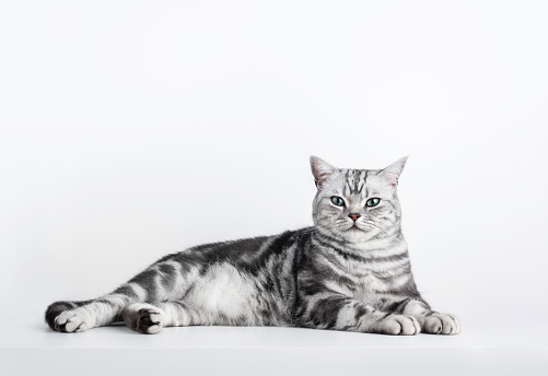 Kitten British shorthair silver tabby cat portrait isolated on white, purebred
