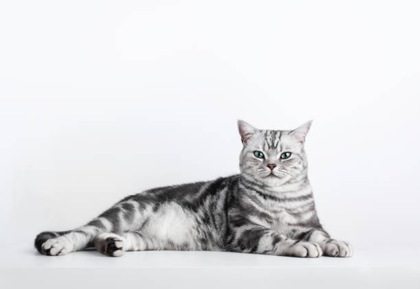 Kitten British shorthair silver tabby cat portrait isolated on white Kitten British shorthair silver tabby cat portrait isolated on white, purebred shorthair cat stock pictures, royalty-free photos & images