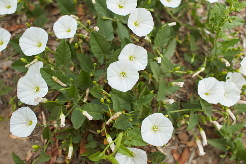 White flowers of Field bindweed in the garden. Summer and spring time.