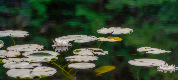 Waterlily in a forest lake