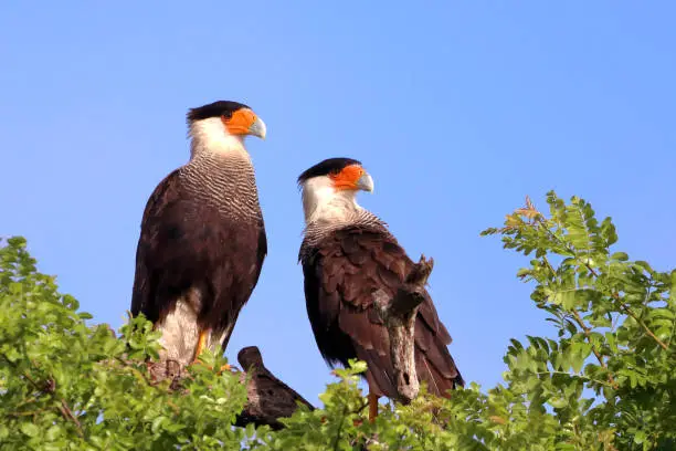couple of Crested Caracara (Caracara plancus) perched on a tree over blue sky