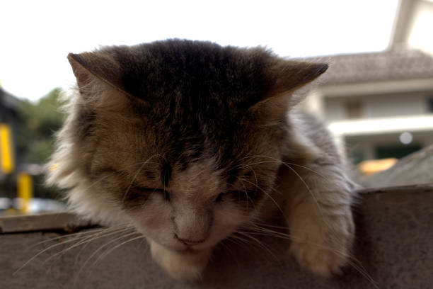 cat photo taken in batam city indonesia