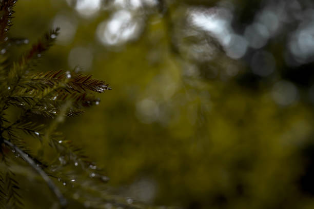 istock Macro photography of a raindrop 2 1456199712