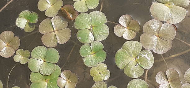 Marsilea Quadrifolia Floats on Water Surface Marsilea Quadrifolia or European Waterclover is a Marsileaceae family herbaceous plant. It is mainly found in Japan, India, China, same part of Europe and America. It is also known Four Leaf Clover and Sushni. marsileaceae stock pictures, royalty-free photos & images