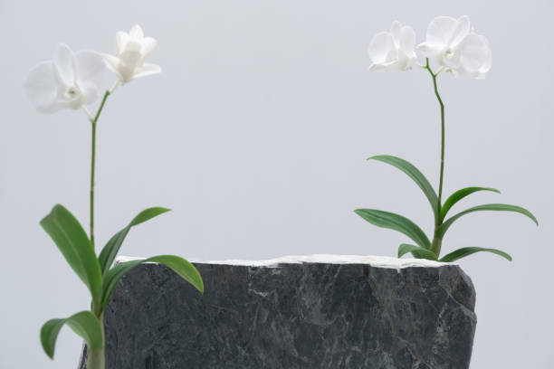 istock empty dark grey stone podium and orchid with fresh green leaf on white background.natural cosmetic or spa aromatherapy product present pedestal promotion display, spring and summer concept. 1456202339