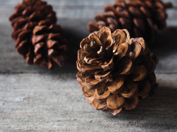 pinhão pinhão chrismas decorar - pine nut tree pine tree pine cone - fotografias e filmes do acervo