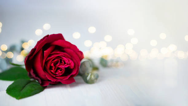 istock Red rose with golden bokeh on background 1456205813
