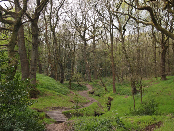 istock A Pathway in an English wood. 1456206869