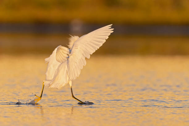 istock A snowy egret (Egretta thula) in flight landing in Texas water. 1456206917