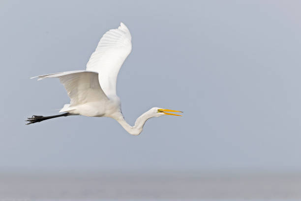 istock An adult great egret (Ardea alba) in flight. 1456207146