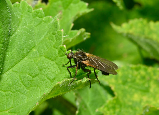 istock Fly, Empis Tessellata resting on leaves. 1456207848
