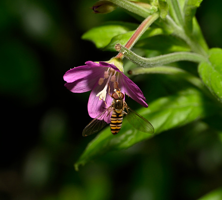 This beautiful hoverfly is feeding on Broad Leaved Willowherb. The hoverfly has a small amount of pollen on its proboscis. Close-up and well focussed with a blurred natural background. Also known as a Marmalade hoverfly.