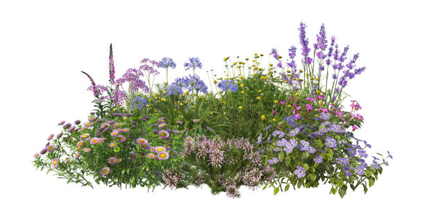 istock 3d render Shrubs and flower on a white background 1456207978
