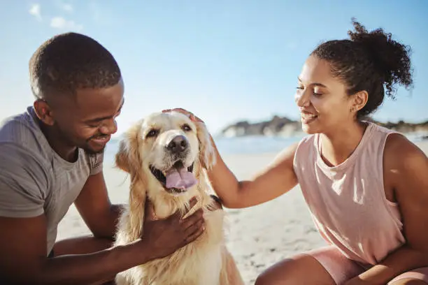Photo of Relax, couple and dog at a beach, happy and smile while bonding, sitting and touching their puppy against blue sky background. Love, black family and pet labrador enjoy a morning outing at the ocean