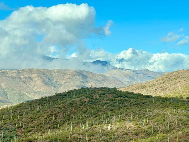 istock Saguaro Cactus Arizona Landscape 1456210736