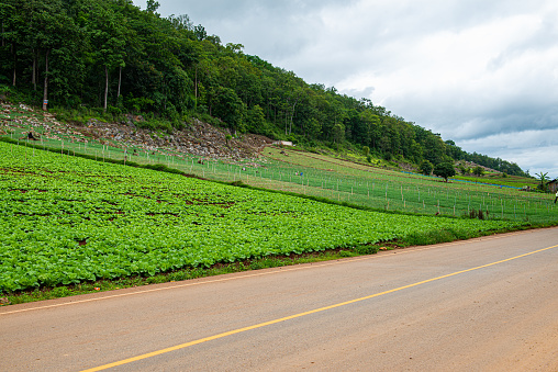 Agricultural area on mountain with road of Mae Chaem district in Chiang Mai province, Thailand.