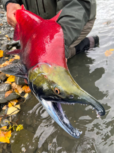 zbliżenie łososia sockeye na rzece kenai na alasce - fishing fishing industry fly fishing river zdjęcia i obrazy z banku zdjęć