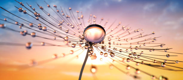 istock Dandelion seed with dew drops in the sun 1456213096