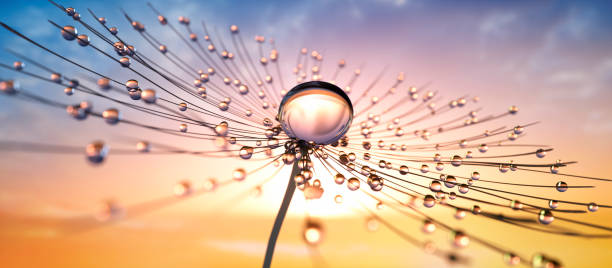Dandelion seed with dew drops in the sun Dandelion seed with dew drops in the evening sun with blue cloudy sky - 3D illustration changing focus stock pictures, royalty-free photos & images