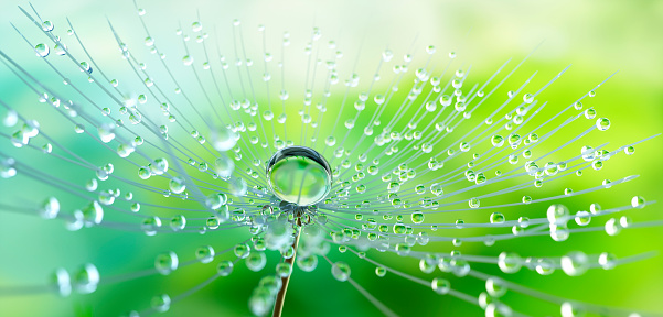 Dandelion seed with dew drops with green garden background - 3D illustration