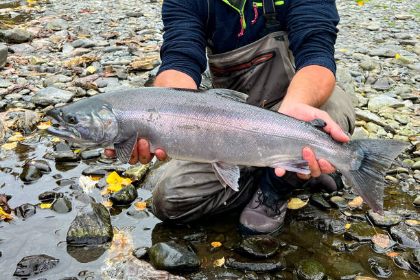 серебристый лосось пойман на русской реке, аляска - catch of fish water river salmon стоковые фото и изображения