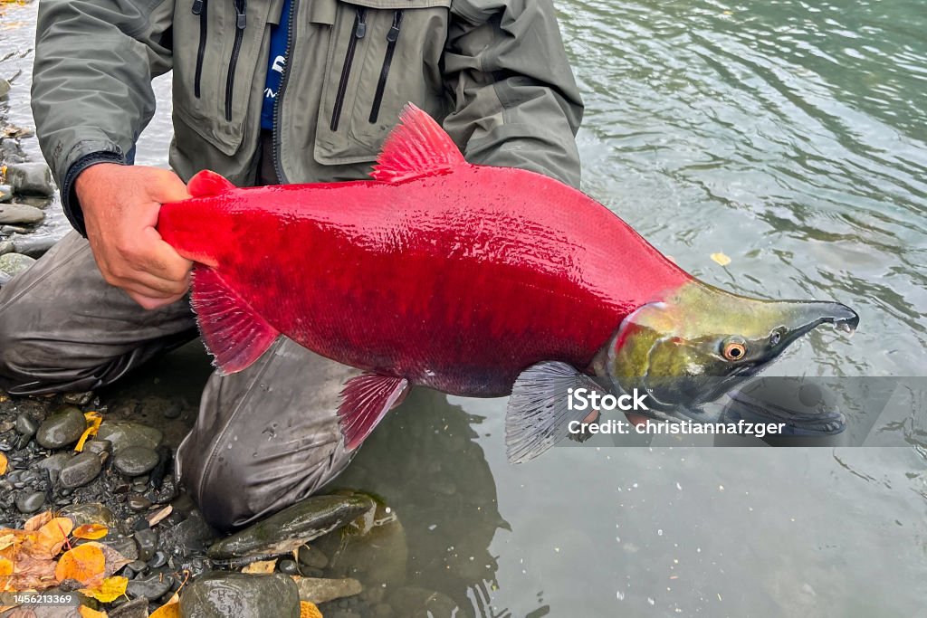Spawning sockeye salmon on the Kenai River, Alaska Sockeye salmon buck caught and released in Alaska Alaska - US State Stock Photo