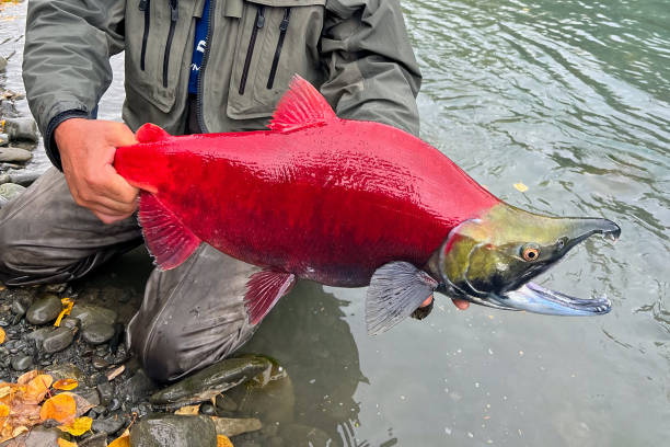 Spawning sockeye salmon on the Kenai River, Alaska stock photo