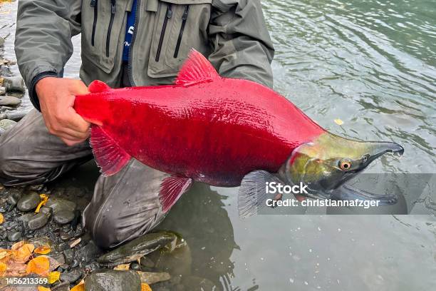 Spawning Sockeye Salmon On The Kenai River Alaska Stock Photo - Download Image Now - Alaska - US State, Fishing, Fishing Industry