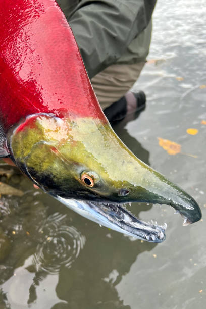 istock Spawning sockeye salmon on the Kenai River, Alaska 1456213393