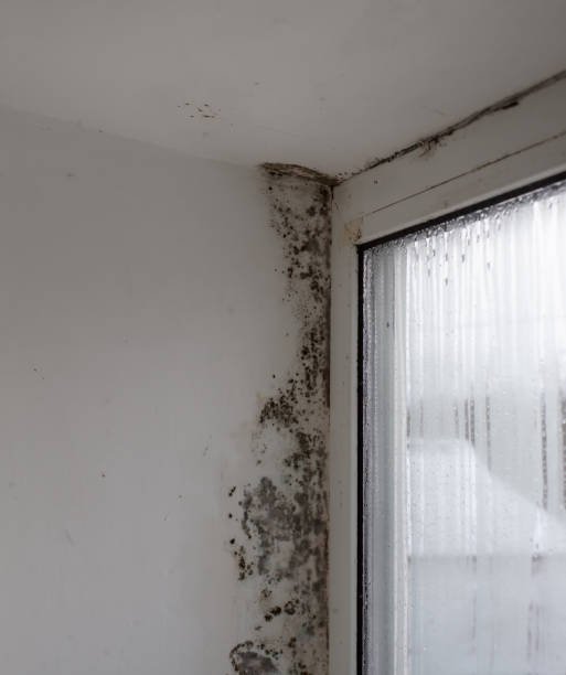 istock Fungus on the window walls, excessive moisture on the windows causes mold in winter. 1456213615