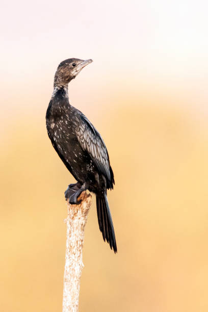 istock Dwergaalscholver, Pygmy Cormorant, Phalacrocorax pygmeus 1456213710