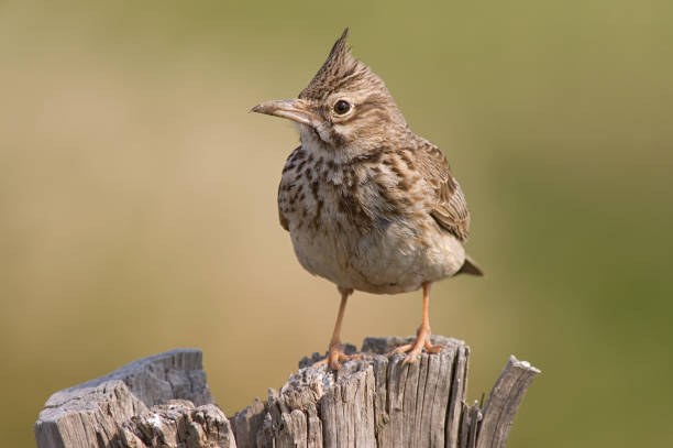 istock Crested Lark, Kuifleeuwerik, Galerida cristata 1456213751