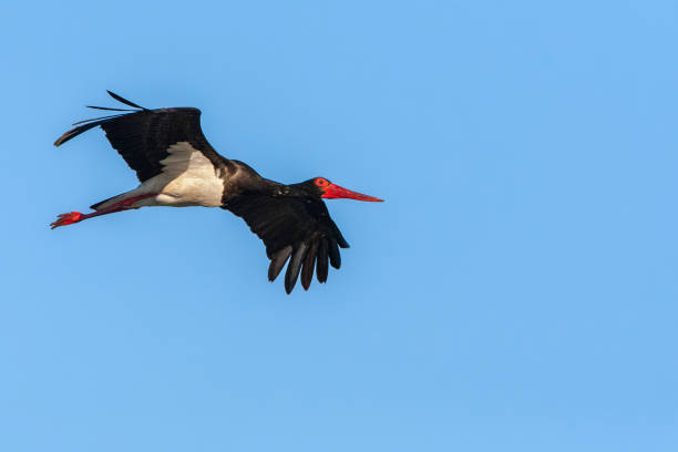 istock Black Stork, Ciconia nigra 1456213778