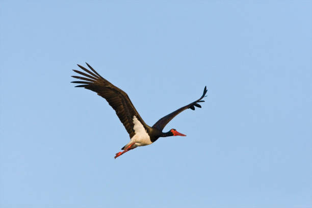 istock Zwarte ooievaar, Black Stork, Ciconia nigra 1456213814