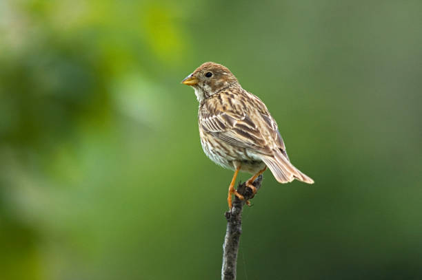 istock Corn Bunting, Grauwe Gors, Emberiza calandra 1456213851