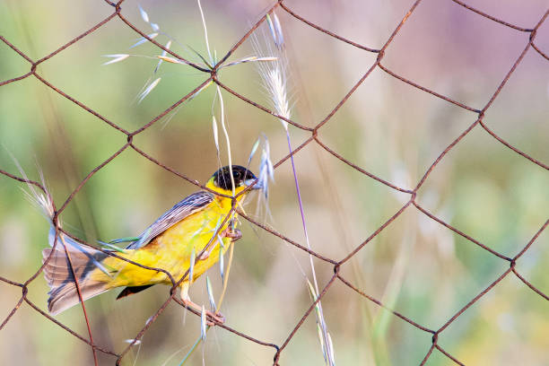 istock Black-headed Bunting, Emberiza melanocephala 1456213918