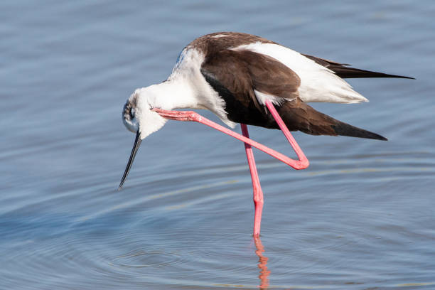 istock Black-winged Stilt, Himantopus himantopus 1456213935