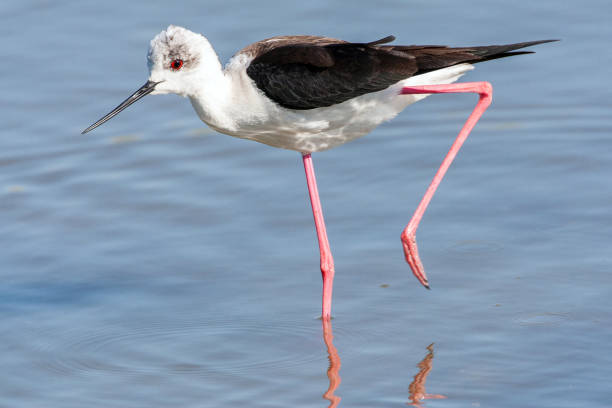 istock Black-winged Stilt, Himantopus himantopus 1456213953